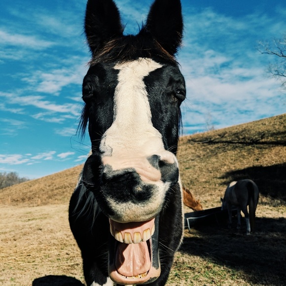 Meet your Posher, Natasha - Picture 5 of 5